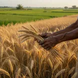 Puri Backs Cabinet Nod to Extend PM-KISAN Till 2031