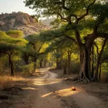 Rajasthan CMO: Forests Are Foundation of Human Life