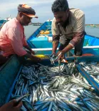 MoSPI releases concept paper on marine fish resource asset accounts, seeks expert feedback