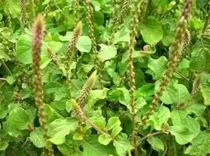 क्या अपामार्ग का पौधा मोटापे से लेकर पुरानी खांसी तक में राहत दे सकता है?