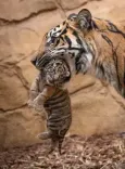Mother tigress kills her cubs in Bengal Zoo