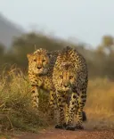 How Did MP Achieve a Remarkable Increase to 32 Cheetahs in Just Three Years?