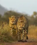 MP boasts 32 cheetahs in just three years: CM Yadav