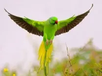 Ex-armyman offers ₹21,000 reward, fasts for missing pet parakeet 'Tota Gopi' in MP