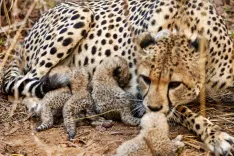 Four cheetah cubs die at Kuno National Park, predator attack suspected
