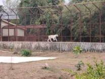 Mukundpur White Tiger Safari to double in size by 2046 under MP expansion plan
