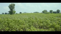 MP Govt Pushes Cotton-to-Textile Integration for Farmers