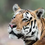 MP High Court orders NTCA to detail tiger reserve funding for past 10 years