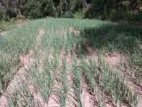MP bags 12 GI tags for horticulture crops, a first for any Indian state