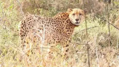 Project Cheetah: Namibian cheetah Gaurav dies at Kuno National Park