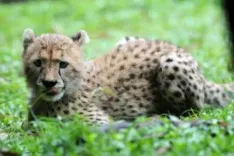 Kuno cheetah cub death: PIL filed in MP High Court for CBI probe
