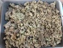 क्या मुंबई एयरपोर्ट पर कस्टम विभाग ने बैंकॉक से आए 5 यात्रियों से 42.9 किलो हाइड्रोपोनिक वीड जब्त किया?