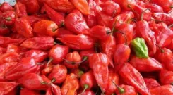 Naga King Chilli farming yields ₹30–32 lakh for Seiyhama village in 2025