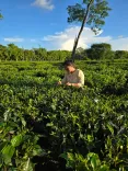 What is the Tea Blossoms’ Potential for Wellness Products and Rural Growth?