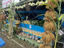 Kezoma village revives millet farming via mechanisation, double-season harvest in Nagaland