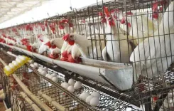 Namakkal poultry farmers bleed losses as maize, feed costs surge in 2024