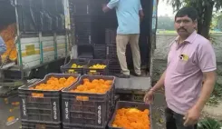 नासिक में बारिश ने दशहरे का रंग किया फीका, फूल उत्पादकों को भारी नुकसान