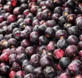 गर्मियों में ऊर्जा बढ़ाने वाला फल: फालसा से पाएं ठंडक और स्वास्थ्य लाभ