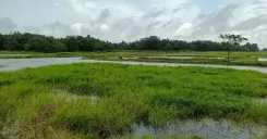 NBA grants Biodiversity Heritage Site tag to Assam's Borjuli