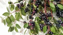 नीलबड़ी: प्रकृति का अनमोल खजाना, जो रखेगा आपको स्वस्थ