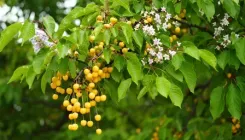 नीम जैसा दिखने वाला 'बकायन', सेहत के लिए है वरदान!