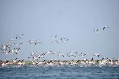 Which New Spots are Emerging as Roosting and Breeding Grounds for Migratory Birds in Chennai?