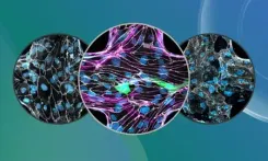 New study shows how malaria parasite damages brain