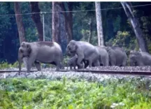 NFR saves 255 elephants from train collisions in 9 months with AI, 'Plan Bee'