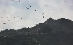 एनजीटी ने एमसीडी को गाजीपुर लैंडफिल के लिए समय-सीमा आधारित योजना प्रस्तुत करने का आदेश दिया