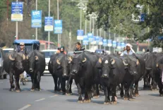 NHAI launches pilot for real-time safety alerts over stray cattle on highways
