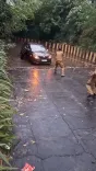 नोएडा सेक्टर-95 अंडरपास में 4-5 फीट जलभराव, कार फंसी; शीशा तोड़कर सभी यात्री सुरक्षित निकले