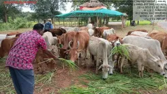 Odisha CMO: Vet Camps for Livestock in Malkangiri Amid Cyclone Arnab
