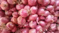 Onion prices surge in Chennai as Maharashtra supply halves, traders flag ₹50-60 risk
