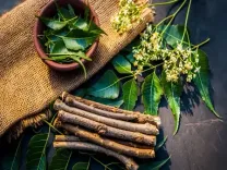 ओरल हेल्थ के लिए वरदान दातुन : सिर्फ दांतों के लिए नहीं, पूरे शरीर के लिए भी है लाभकारी