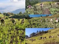 Over 19,135 acres of poppy cultivation destroyed in seven years: Manipur govt report   