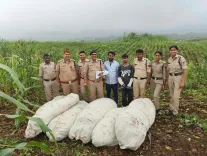 Over 27 quintals of cannabis plants seized in MP's Barwani under Operation Green Strike