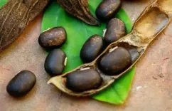 पाचन से लेकर प्रजनन तक, हर समस्या का समाधान है कौंच बीज