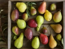 क्या नाशपाती पाचन से जुड़ी बीमारियों का काल है? जानें इसके फायदे और नुकसान