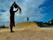 How Has Paddy Procurement Increased in TN?