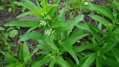 पैरासिटामोल से भी तेज असर करती है ये देसी जड़ी-बूटी, जानिए कैसे करें इस्तेमाल