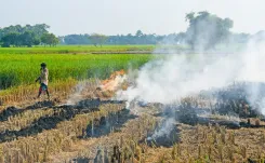 पराली जलाने से दिल्ली में 40% शीतकालीन प्रदूषण, खेतों की उर्वरता को भी भारी नुकसान