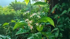 पारिजात वृक्ष : देवताओं का वरदान, मनुष्यों के लिए संजीवनी