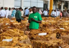 What Steps are Parties to the WHO Tobacco Protocol Taking to Enhance Cooperation Against Illicit Trade?