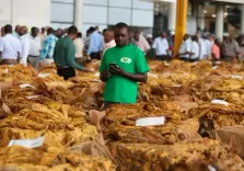 Parties to WHO tobacco protocol adopt steps to boost cooperation against illicit trade