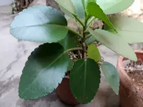 क्या पत्थरचट्टा पथरी और यूटीआई के संक्रमण को कम करने में सहायक है?