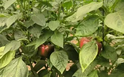 पीलीभीत में पॉलीहाउस खेती: किसानों के लिए आर्थिक समृद्धि का नया रास्ता