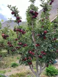 Why Are Pesticide-Free Apples from Himachal Pradesh's Spiti Fetching High Prices?