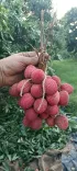 Piyush Goyal: Punjab Litchi Exported to Oman Under India-Oman CEPA