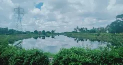 Plea in SC seeks protection of all wetlands under 2017 conservation
 and management rules