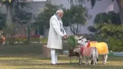 Did PM Modi Feed Cows at His Residence for Makar Sankranti?